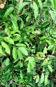 litchi plants