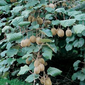 Kiwi Fruit Plant