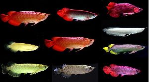Aquarium Arowana Fish