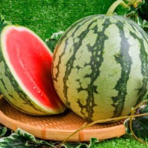 Fresh Seedless Watermelon Premium Style Grade Product ISO Fresh Water Melon Fruits