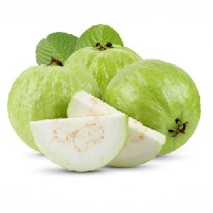 high quality fresh guava