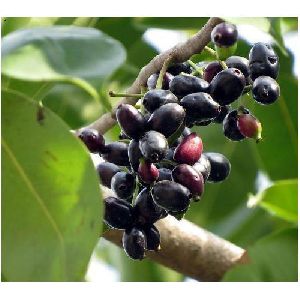Jamun Fruit Extract
