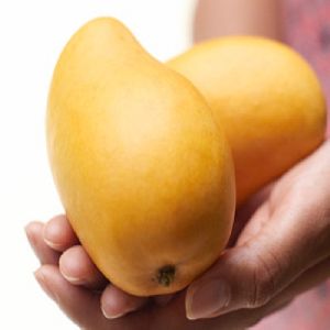 fresh mango fruit