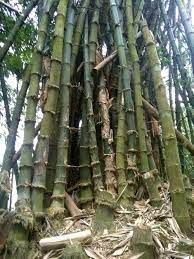 Balcooa Bamboo Plants