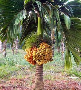 betel nut plants