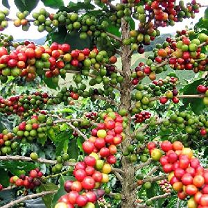 Coffee Plants