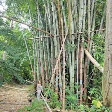Dendrocalamus Giganteus Bamboo Plants