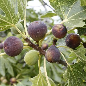 Fig Plants