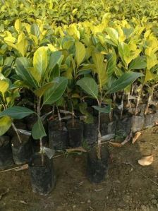 Jackfruit Plants