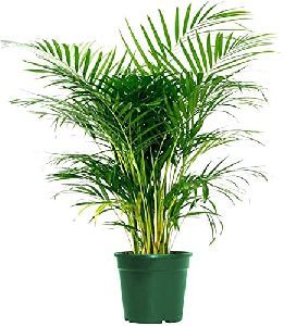 Java Palm Plants