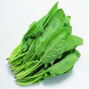 Organic Spinach Leaves