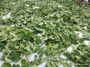 Organic Moringa Fresh and green  Leaves