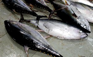Yellowfin Tuna