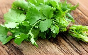 coriander leaves