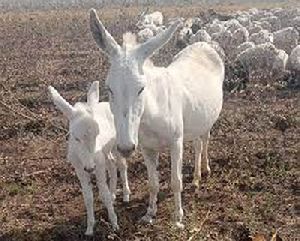 Halari Donkey