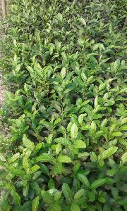 Assam Lemon Plant