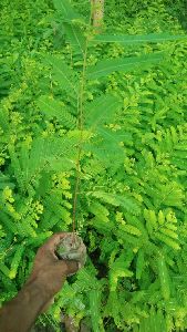 Gooseberry Plant