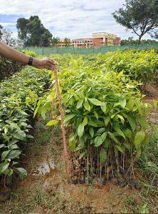 Mahogany Plant