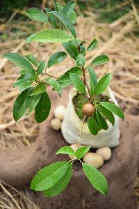 sapodilla plant