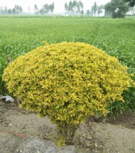 Yellow Bush Plant