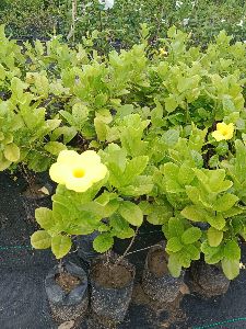 Yellow Rose Plants