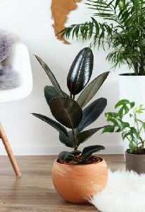 rubber indoor plant