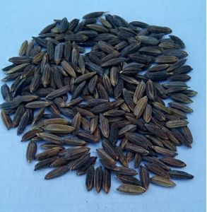 organic black rice seeds