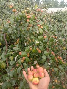 Red Apple Ber Plant