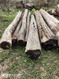 Khair Kattha Wood Logs