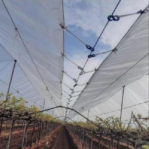 Grapes Farming Cover