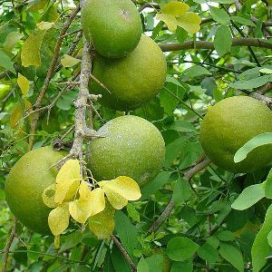 Aegle Marmelos Plant