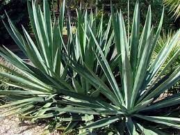 Agave Sisalana Plant