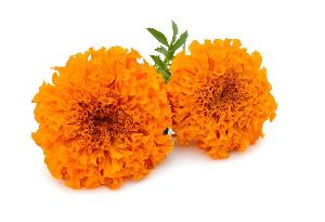 fresh marigold flower