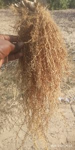 Dry vetiver roots