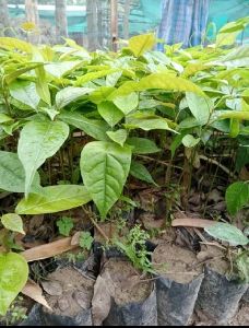 African Mahogany Plant