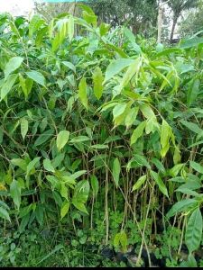 Agarwood Plant