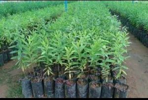 white sandalwood plant