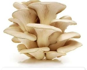 fresh oyster mushroom