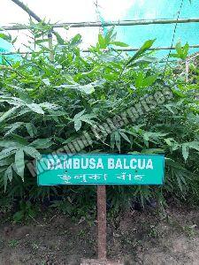 bambusa balcooa plant