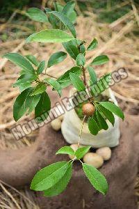 sapodilla plant