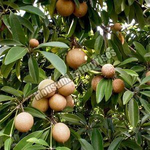 Fruit Plants