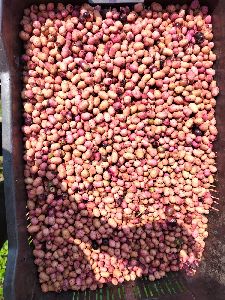 Dried Jamun Seeds