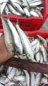 Mathi (sardines) fishes