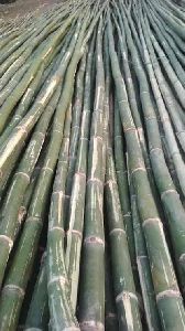 Bullet Bamboo 30 feet