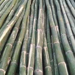Jati bamboo