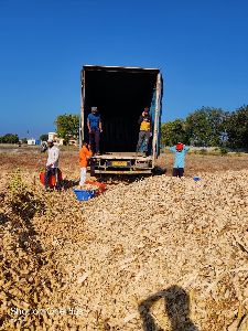 corn cob raw material