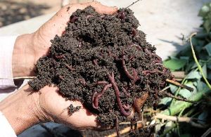 Agricultural Vermicompost