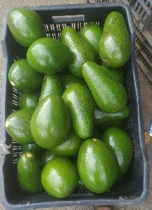 Fresh Green Avocado