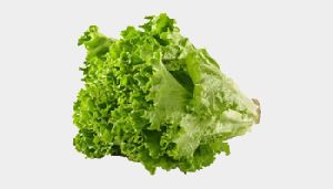 Green lettuce