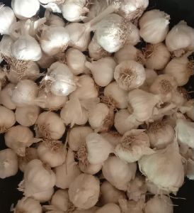 Fresh White Garlic